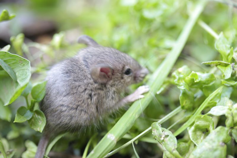 Piccolo di Rattus sp.
